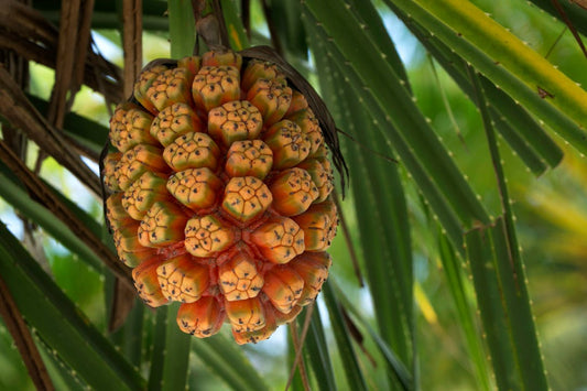 Close-up of a Pandanus tectorius plant in a tropical garden