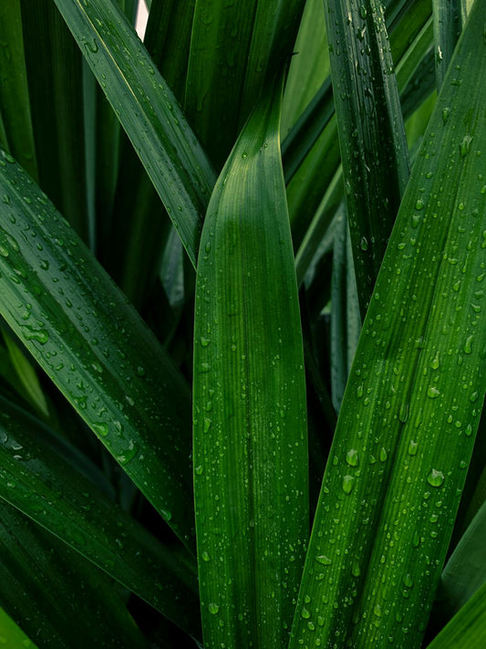 Frische Pandanblätter mit Wassertropfen – traditionelle Verwendungszwecke